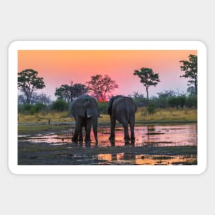 Elephants at sunset Sticker